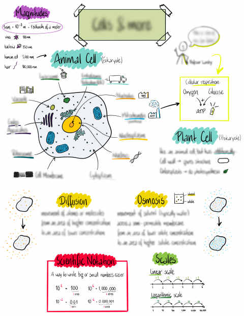 Sketchnote einer Onlinelektion für Schüler im Bereich Biologie.