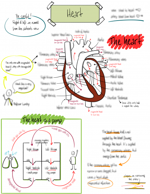 Sketchnote einer Onlinelektion für Schüler zum Thema Herz.